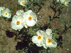 Argemone munita