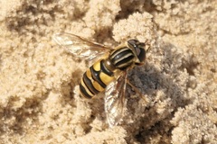 Helophilus fasciatus