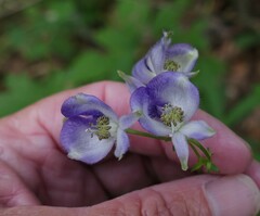 Aconitum uncinatum