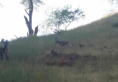 Odocoileus virginianus couesi