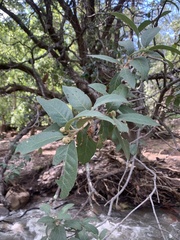 Quercus grisea