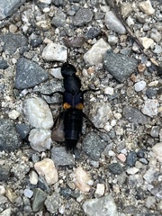 Platydracus fossator