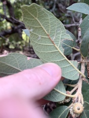 Quercus grisea