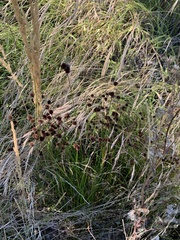 Juncus