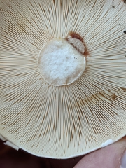Russula polyphylla