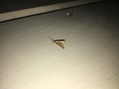 Evergestis aenealis
