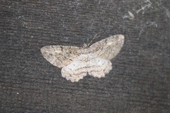 Neoalcis californiaria