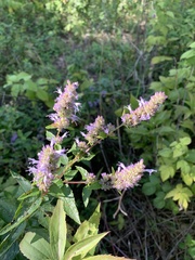 Agastache foeniculum