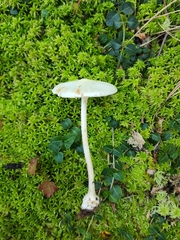 Amanita aestivalis