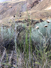 Linum lewisii