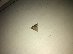 Evergestis aenealis