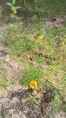 Melampodium linearilobum