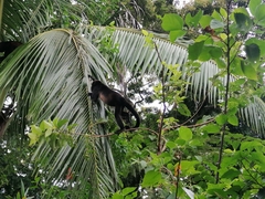 Alouatta palliata