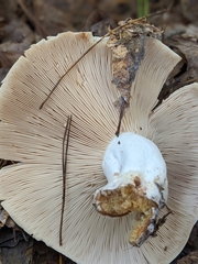 Russula polyphylla