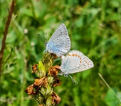 Plebejus anna