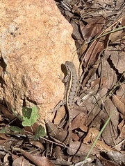 Sceloporus virgatus