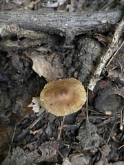 Inocybaceae