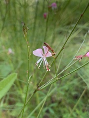 Oenothera podocarpa