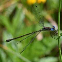 Lestes tenuatus