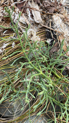 Salicornia pacifica