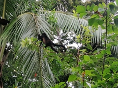 Alouatta palliata