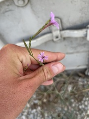 Epilobium brachycarpum
