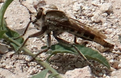 Triorla interrupta
