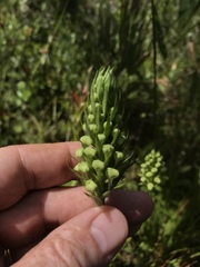 Platanthera blephariglottis conspicua