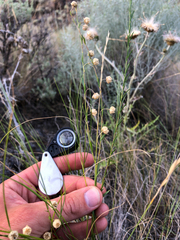Linum lewisii