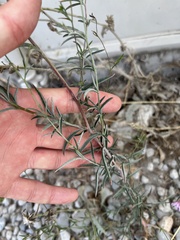 Epilobium brachycarpum
