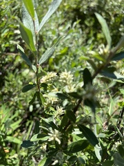 Salix glauca