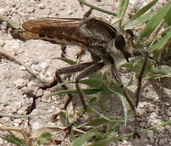 Triorla interrupta