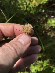 Rhynchospora chapmanii