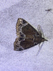 Hypena abalienalis