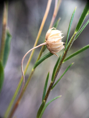 Linum lewisii