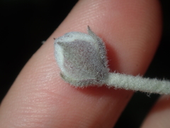 Xanthosia tomentosa