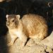 Rock Hyrax - Photo (c) Vlada Trailin, some rights reserved (CC BY-NC)