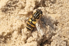Helophilus fasciatus