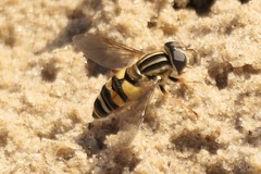 Helophilus fasciatus