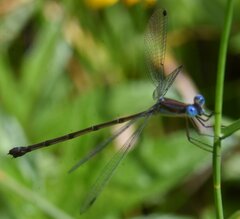Lestes tenuatus