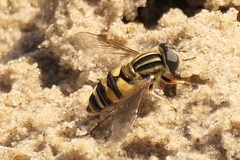 Helophilus fasciatus