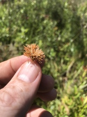 Rhynchospora chapmanii