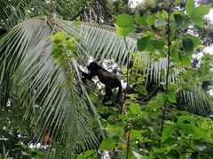 Alouatta palliata