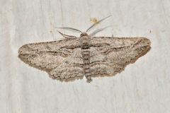 Iridopsis obliquaria