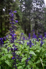 Salvia concolor