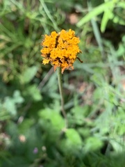 Lasianthaea podocephala