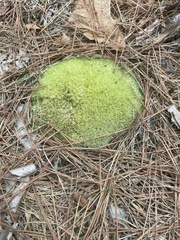 Leucobryum glaucum