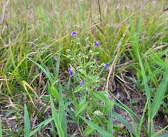 Trichostema dichotomum