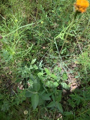 Lasianthaea podocephala