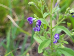 Trichostema dichotomum